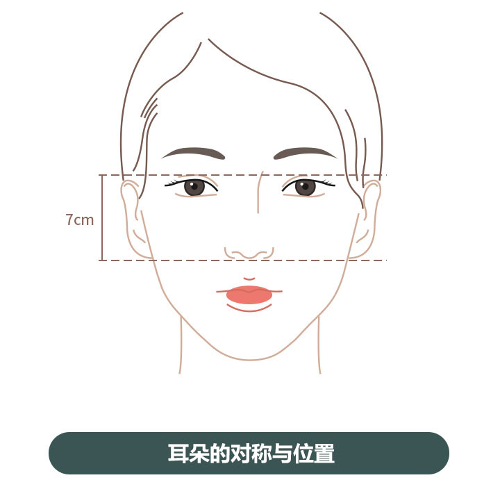 耳朵的对称和位置