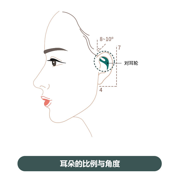 耳朵的对称和位置