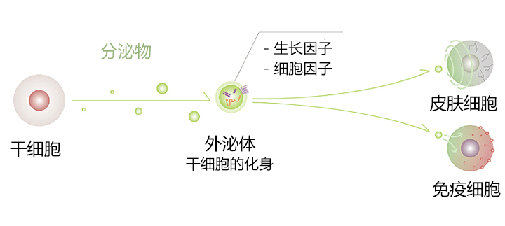 外泌体提纯工艺流程图